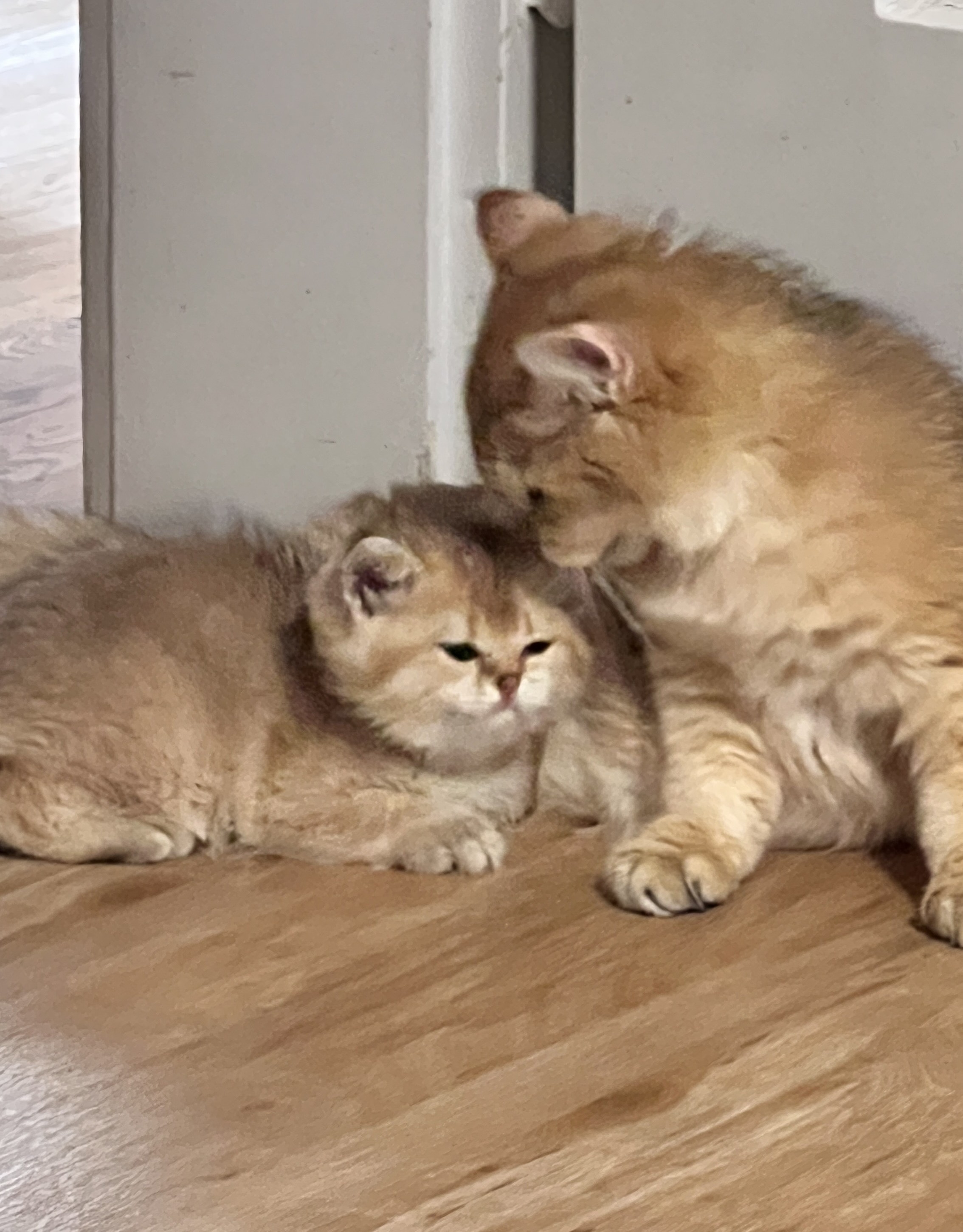Bild der Family-Anzeige