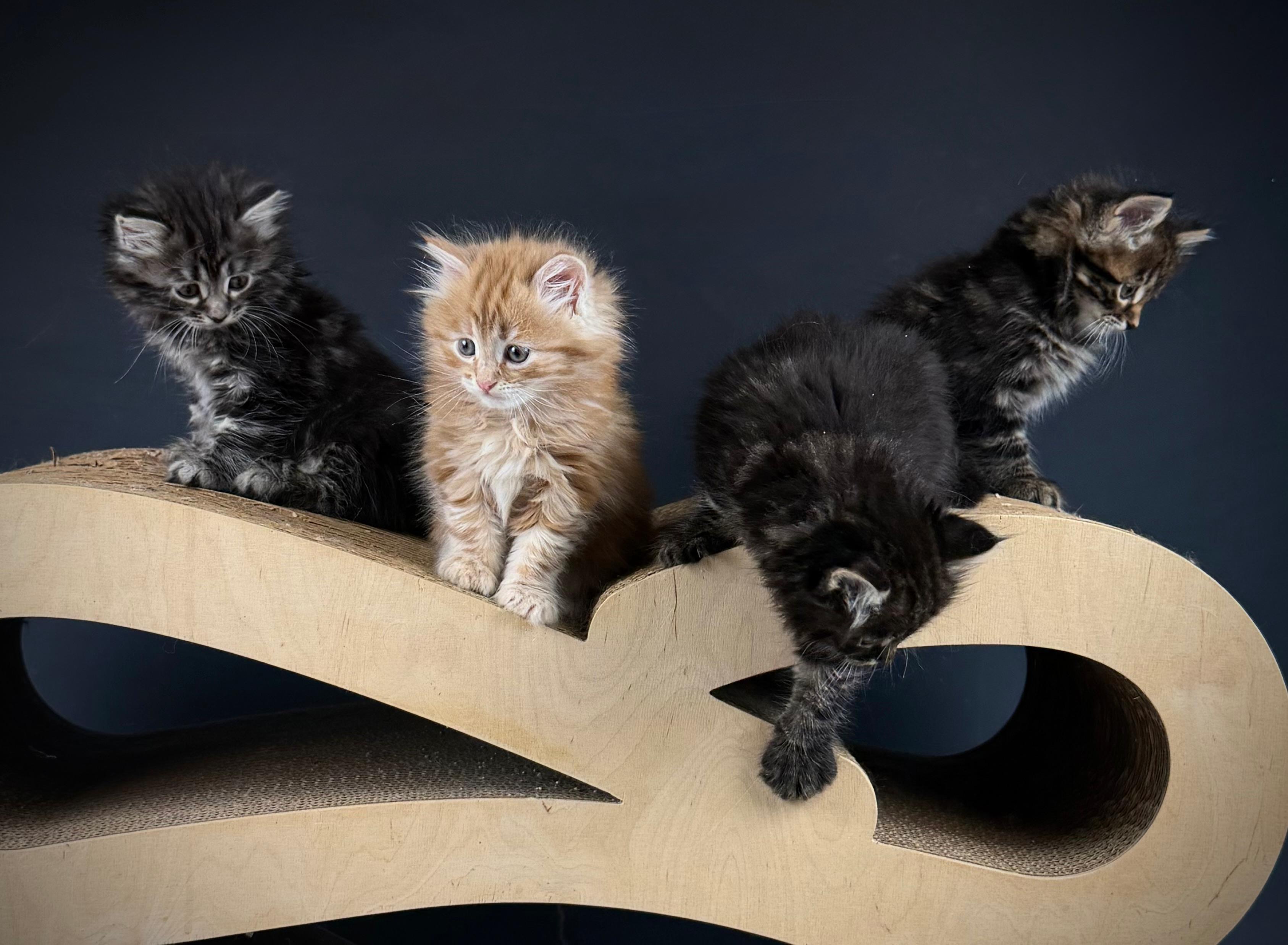 Bild der Family-Anzeige