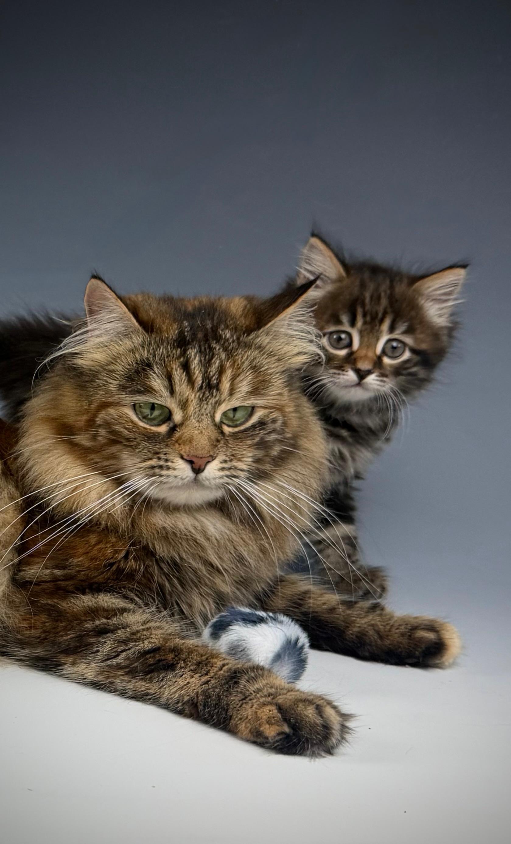 Bild der Family-Anzeige