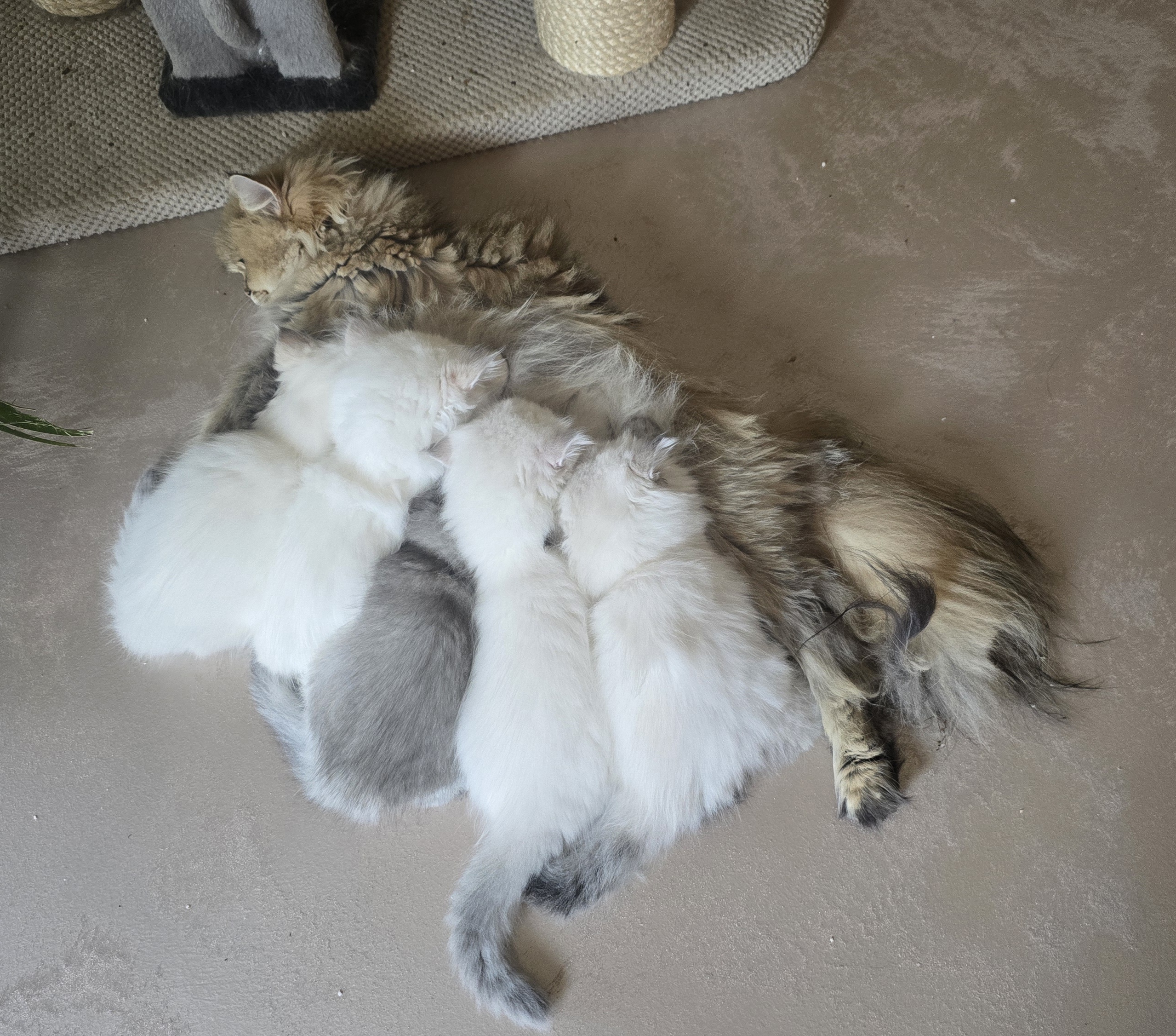 Bild der Family-Anzeige