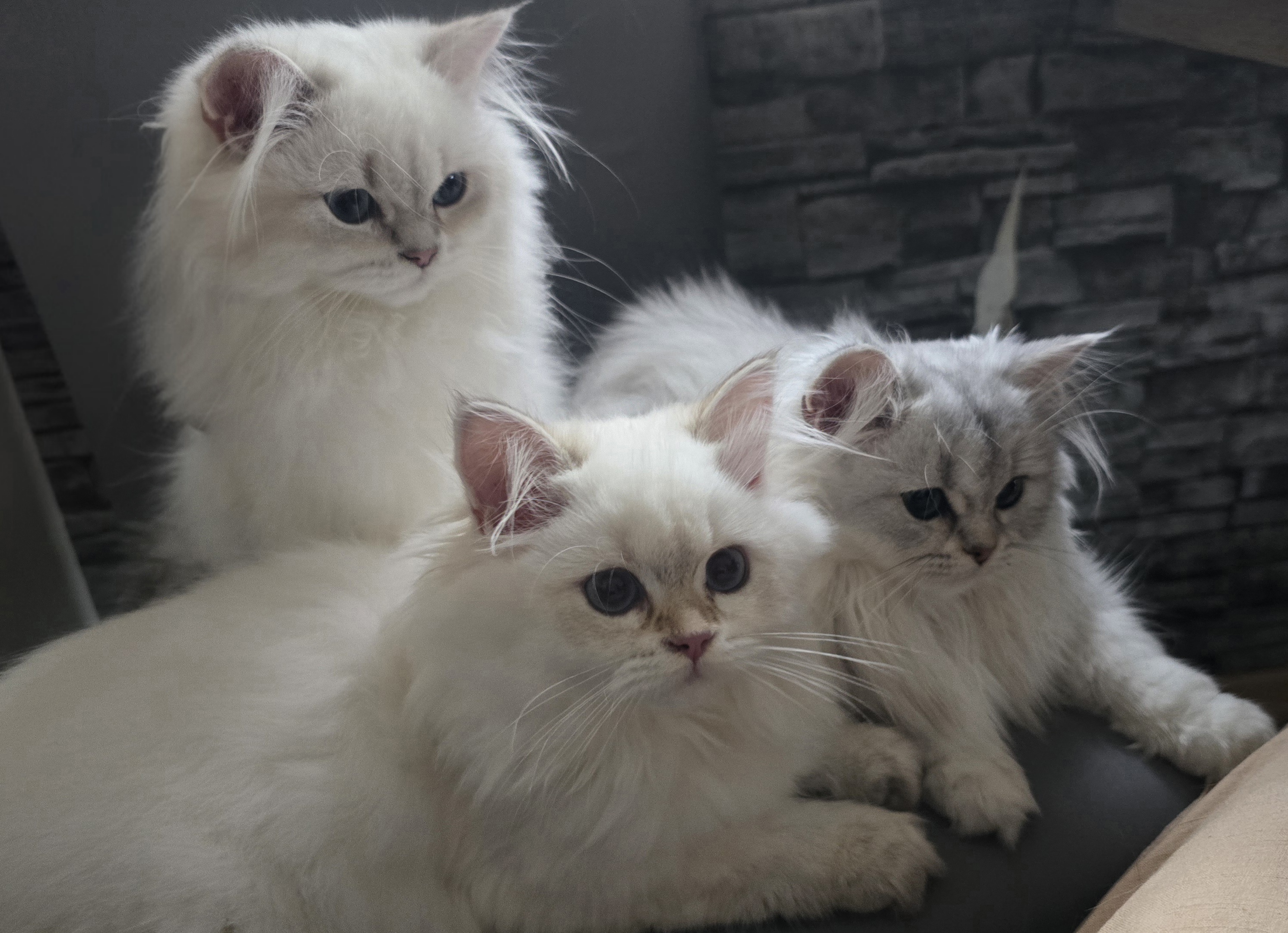 Immagine dell'annuncio Family