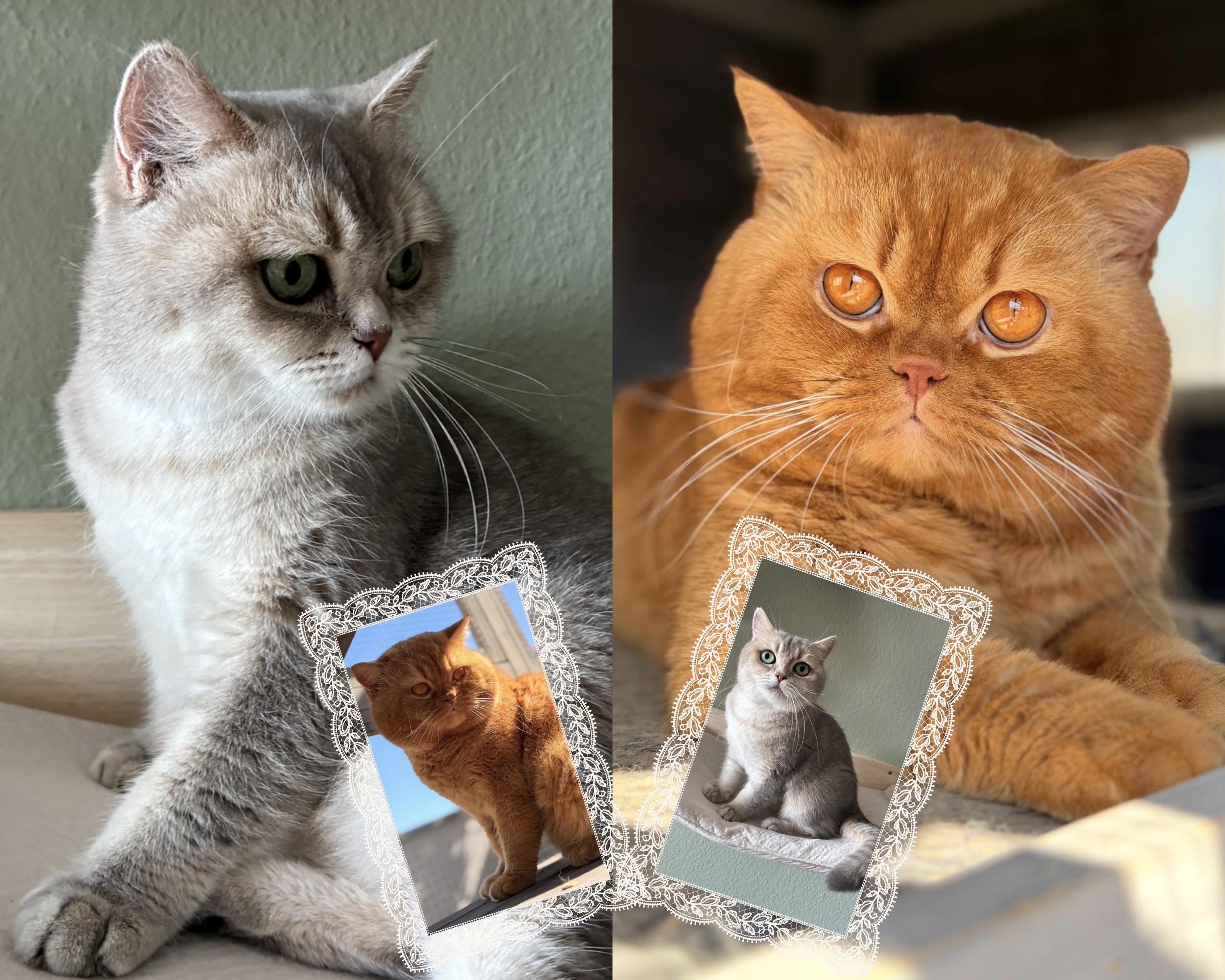 Obrázek inzerátu Family