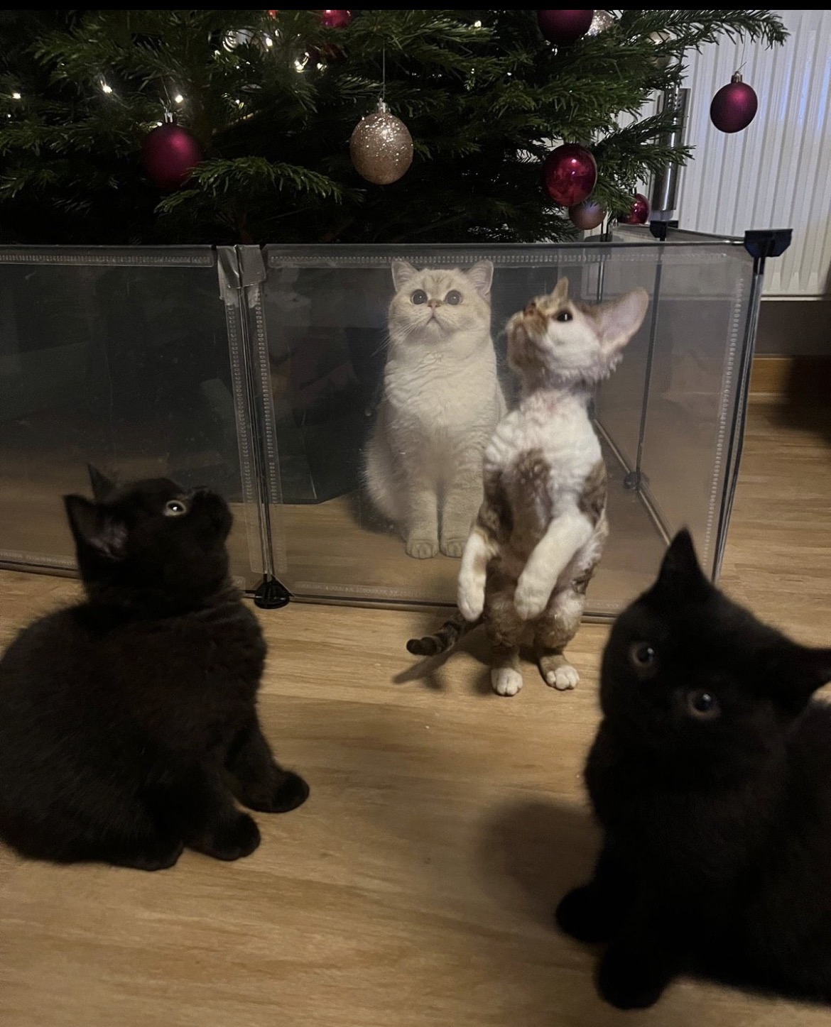 Bild der Family-Anzeige