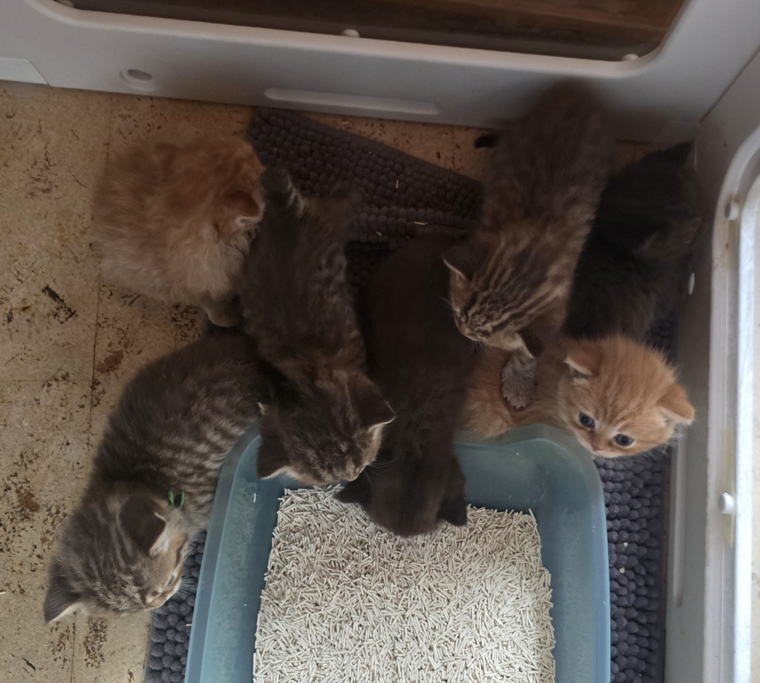 Bild der Family-Anzeige