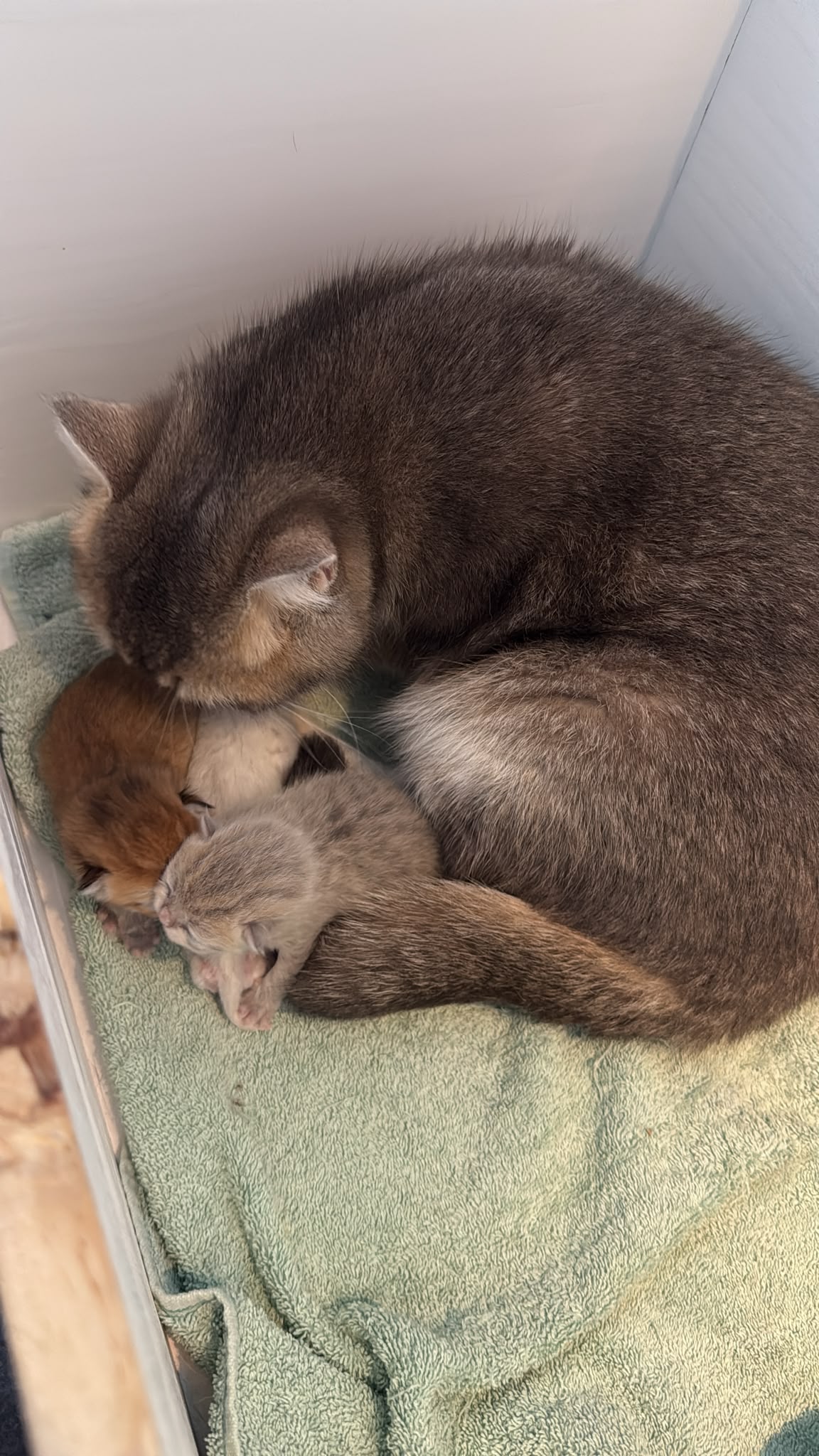 Bild der Family-Anzeige